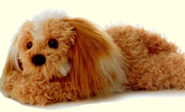 maltipoo plush