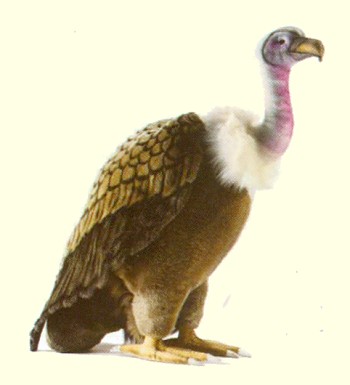 Plush Stuffed Vulture from Hansa